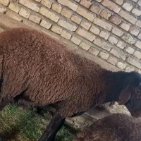 بره قوچی هترو