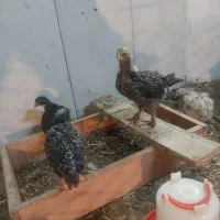 جوجه برهما ولاری