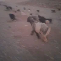 شیشک قوچ