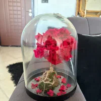 فروش رز جاودان و درختچه جاودان قیمت عمده