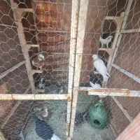 گنجه به فروش میرسد