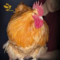 مرغ و خروس زینتی ارپینگتون اورپینگتون