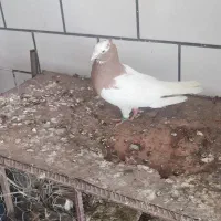 کفتر طوق زرد سیبیل گوشواره وصل بدون عیب نر مست
