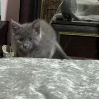 گربه نژاد میکس