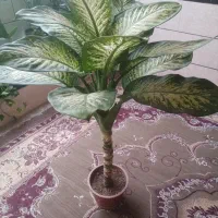 سالم سرحال بزرگ این کوچکش