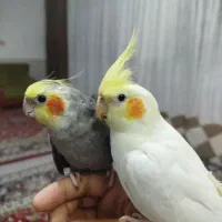 عروس هلندی گم شده