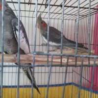 جوجه عروس هلندی ۳ ماهه ،سالم