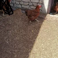 هفت عدد مرغ جوان
