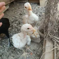جوجه لاری سفید