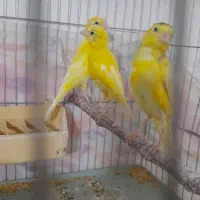 جوجه قناری طلایی