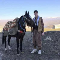 اسب هلشه گورج درجه یک