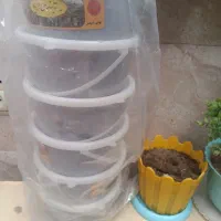 خرما کبکاب  تازه