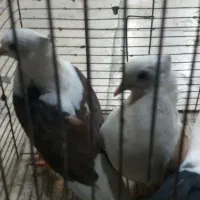 یک جفت دوکت 10به10