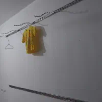 رگال با شاخه