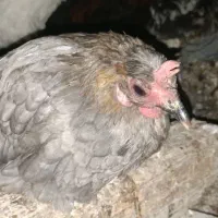 خروس  مرغ محلی