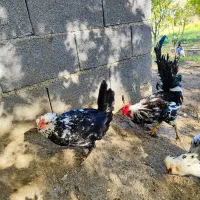 جوجه و تخم مرغ نطفه دار گلین درجه 1