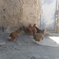 مرغ محلی