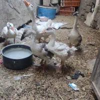 غاز|حیوانات مزرعه|زاهدان, |دیوار