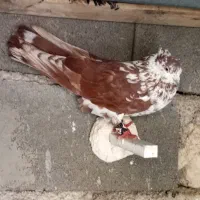 سرخبوره