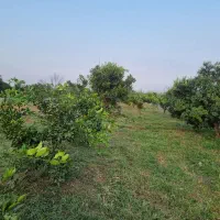 ۵۰۰۰ متر باغ جاده نظامی جنید