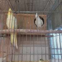 عروس ال‌بینو فرار کرده
