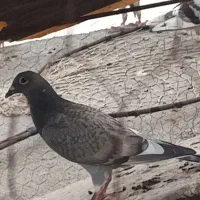کفتر