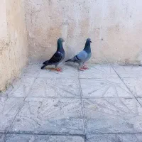 دو تا نر پلاکی جوان