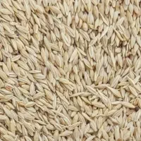 فروش جو دیم تمیز درجه یک