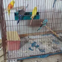 مرغ عشق|پرنده|زارچ, |دیوار