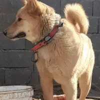 سگ نگهبان