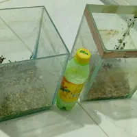 اکواریوم ماهی