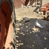 نقابی
