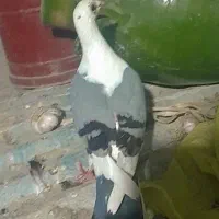 چند عدد کبوتر