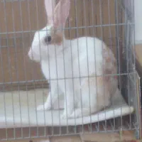 خرگوش