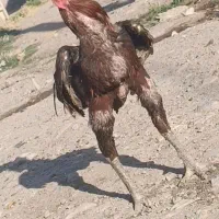 خروس لاری