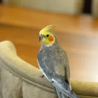 عروس هلندی زیبا