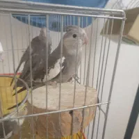 عروس هلندی ماده