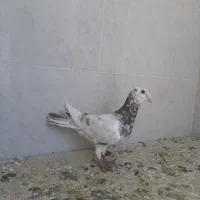 کبوتر سار هفت رنگ