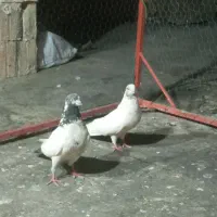 کبوتر کله دم سبز