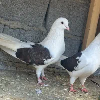 کبوتر پرشی