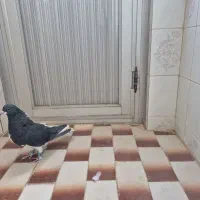 نر شهری|پرنده|شیراز, سجادیه|دیوار