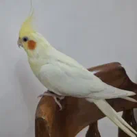 عروس هلندی چش شرابی