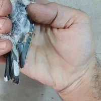 جوجه سهره نر گردن کلفت