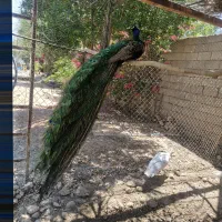 طاوس نر و ماده تخم گذار