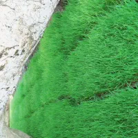 فروش ۷۰عدد توم هاشمی