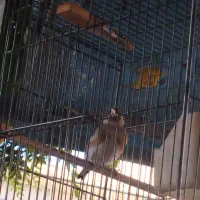 سهره مست