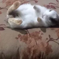 خر گوش