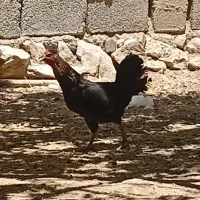 مرغ و خروس گلین