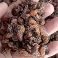 کشمش درجه ۱ کشمیش اب گیری درجه