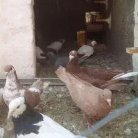 پرنده|پرنده|تربت‌حیدریه, کلاته توکلی|دیوار